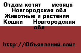 Отдам котят 1,5 месяца - Новгородская обл. Животные и растения » Кошки   . Новгородская обл.